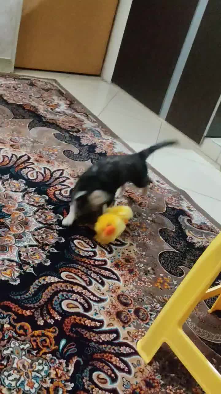 واگذاری سگ رایگان|سگ|ری, اقدسیه|دیوار