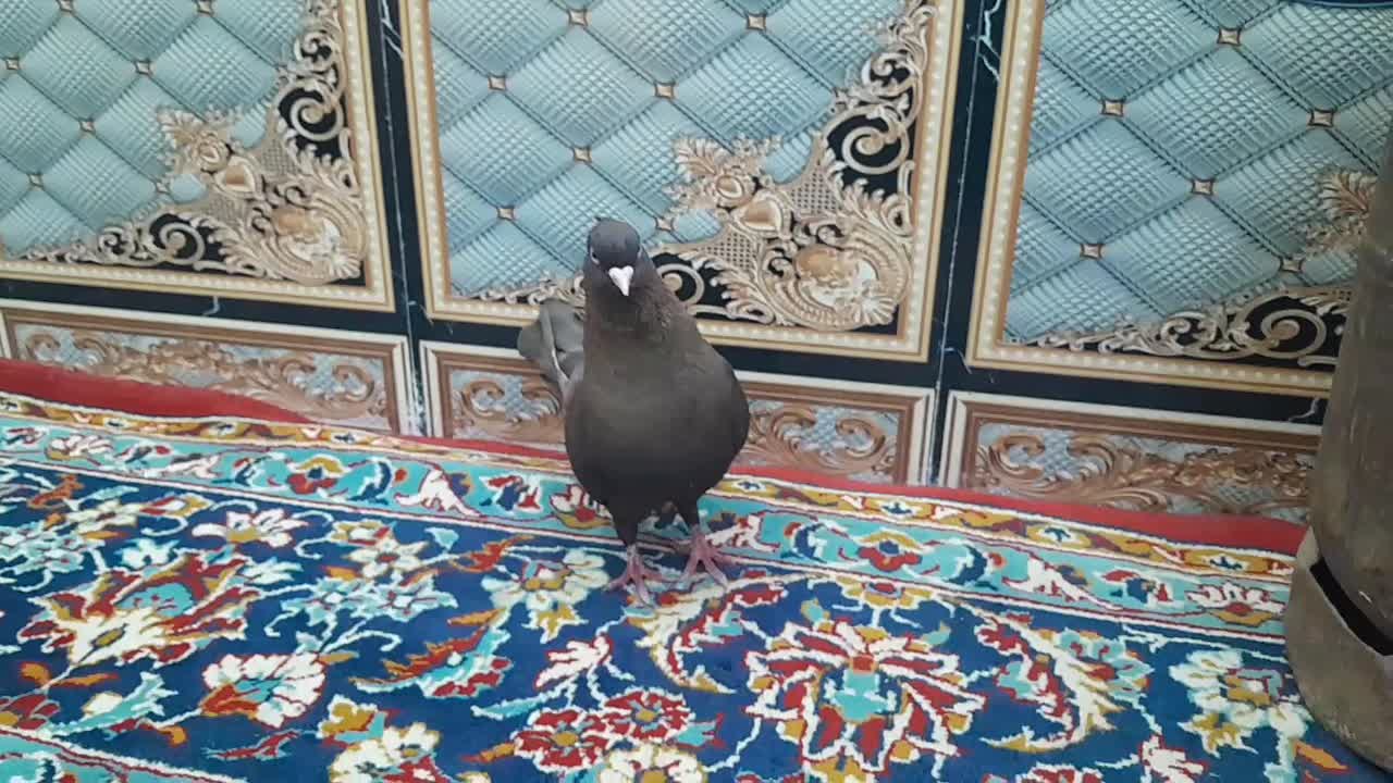 1500000|پرنده|شادگان, |دیوار