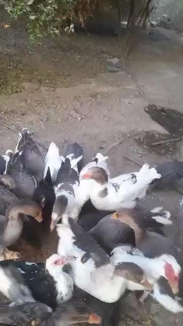 قاز|حیوانات مزرعه|ریگ, |دیوار