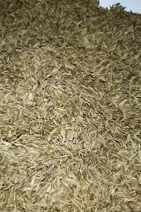 زیره سبز|خوردنی و آشامیدنی|سروستان, |دیوار