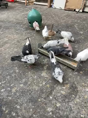 کفتر|پرنده|تهران, آهنگ|دیوار