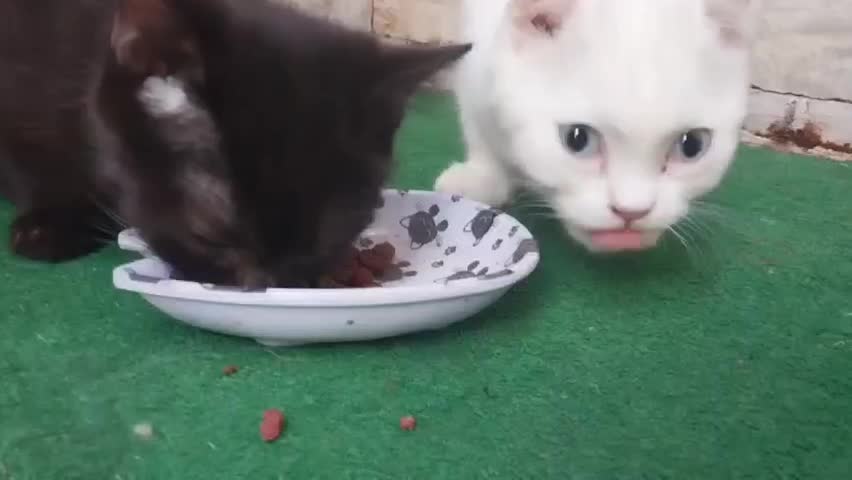 بچه گربه اسکاتیش بریتیش 3ماهه|گربه|تهران, اکباتان|دیوار