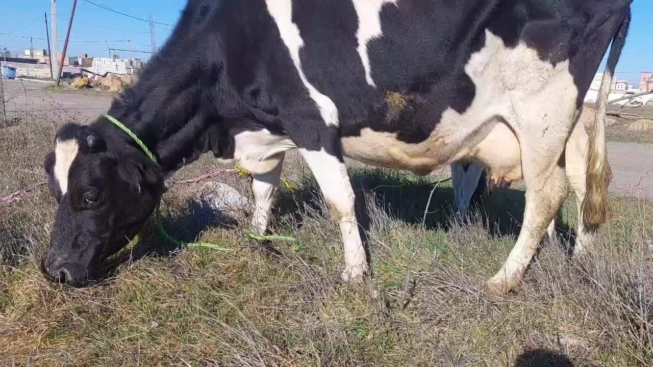 اینی و دوگه|حیوانات|ویلکیج, |دیوار