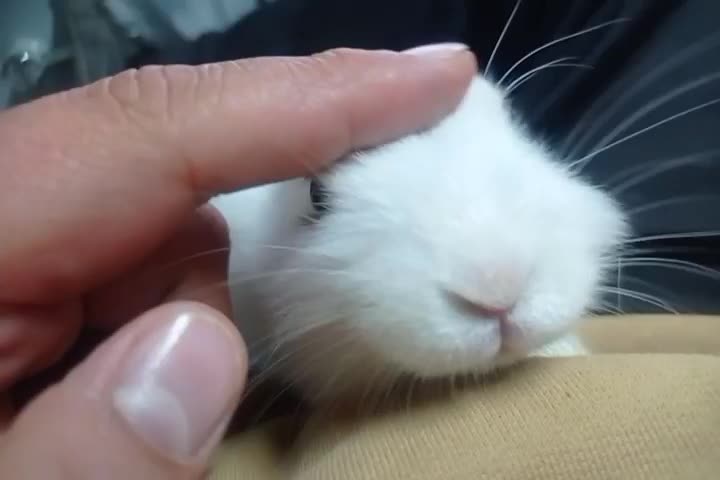 بچه خرگوش نژاد دار|موش و خرگوش|مشهد, هفده شهریور|دیوار