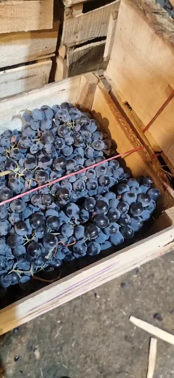 ابگیری انگور هشگردبیدانه تاکستان انگور شانی دیم سر|عمدهفروشی|تهران, میدان میوه و ترهبار مرکزی|دیوار