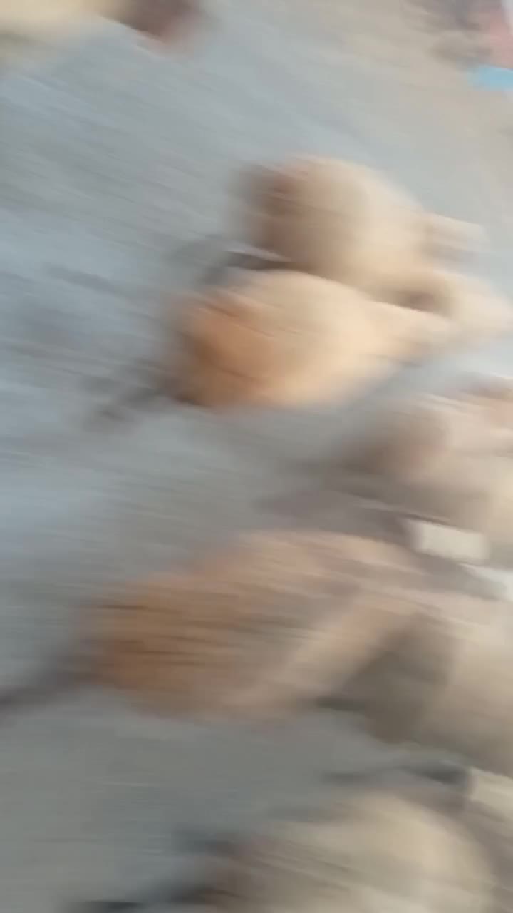 گوسفند داشتی|حیوانات مزرعه|مریوان, |دیوار