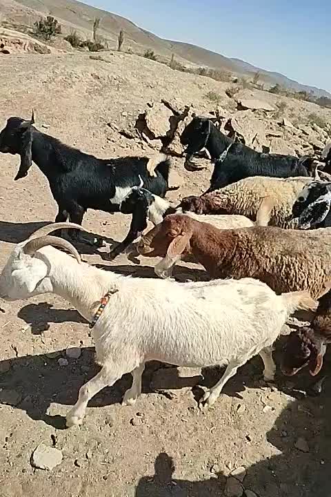 فروش 7عددشاه بز جوان آمریکایی اصل همه آبستن|حیوانات مزرعه|تربت جام, جامرود|دیوار