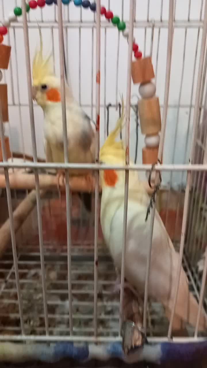 عروس هلندی مولد|پرنده|چهارباغ, |دیوار