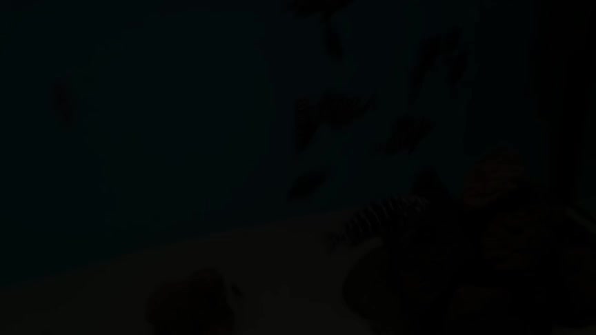 دبوسی|ماهی|تبریز, |دیوار