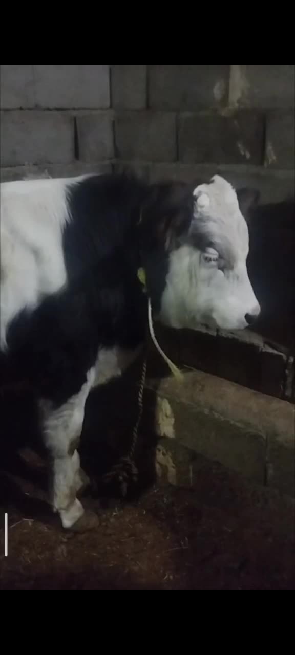 گوساله|حیوانات مزرعه|میاندوآب, |دیوار