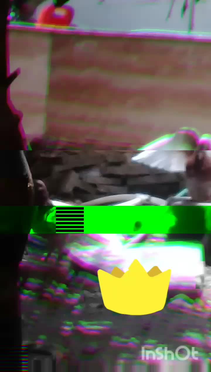 کفتر|پرنده|جیرفت, |دیوار