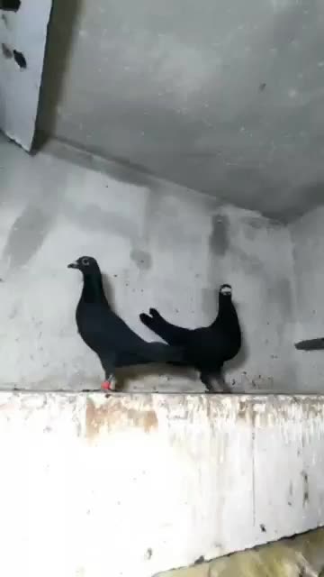 پلاکی مسافتی زاغ|پرنده|تهران, فلسطین (میدان انقلاب)|دیوار