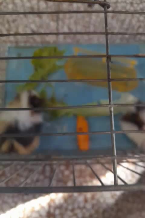 خوکچه هندی اهلی|موش و خرگوش|تبریز, |دیوار