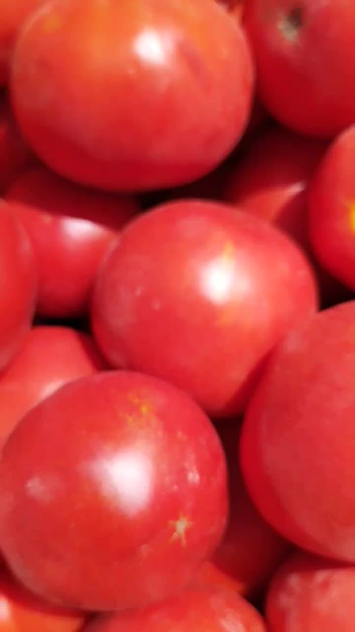خیار خیارشوری مستقیم از سر زمین|خوردنی و آشامیدنی|مشهد, میان ولایت|دیوار