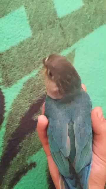 طوطی گرینچیک گمشده|حیوانات|شیراز, بریجستون|دیوار