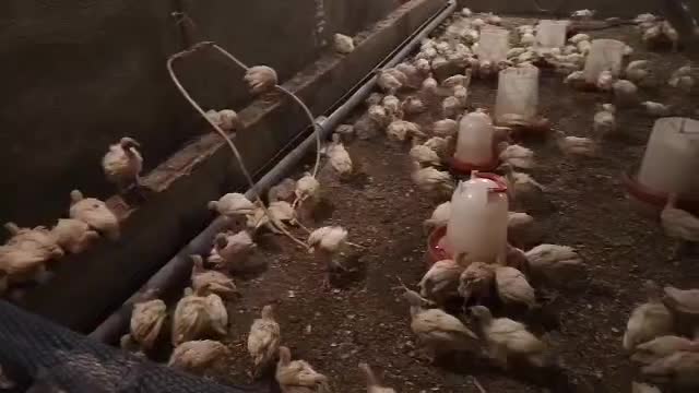 بوقلمون بیوتی|حیوانات مزرعه|همدان, |دیوار