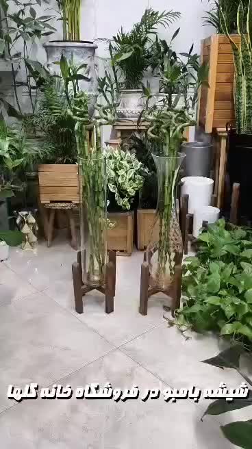 لاکی بامبو جوانه چینی اصل  در فروشگاه خانه گلها|گل و گیاه طبیعی|بندرعباس, |دیوار