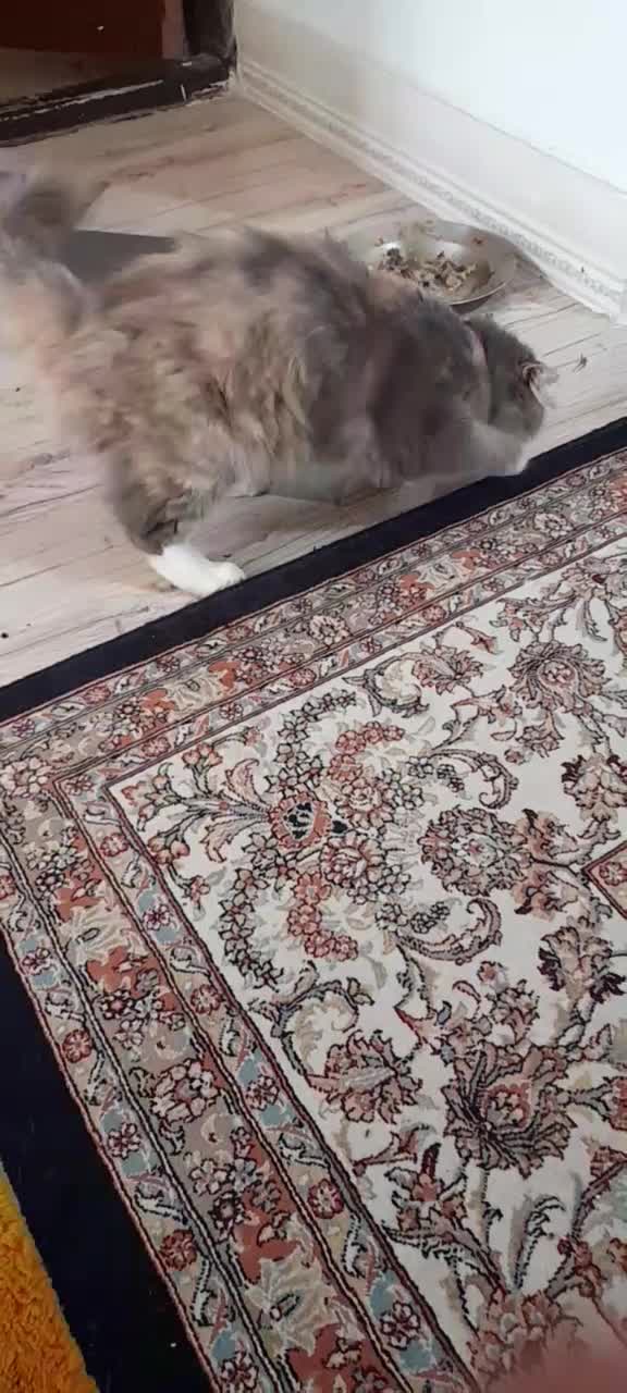 گربه ماده پرشین اسکاتیش|گربه|لنگرود, |دیوار