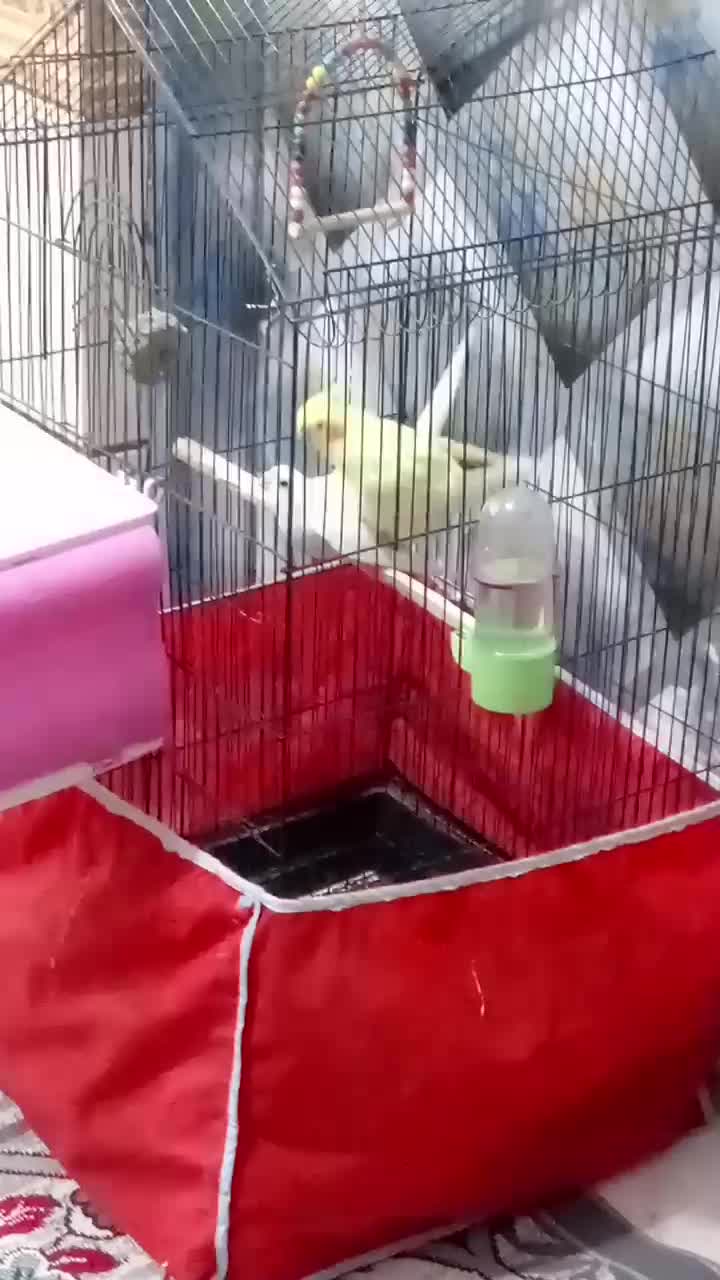 عروس هلندی|پرنده|خرمشهر, |دیوار