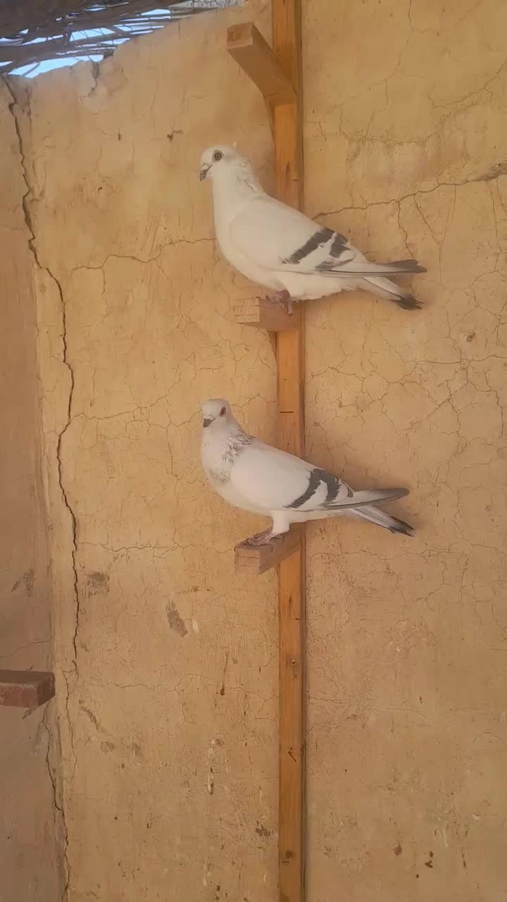 کبوتر شامی کاکلی وپولکی زیر خاکی|پرنده|سیمکان, |دیوار