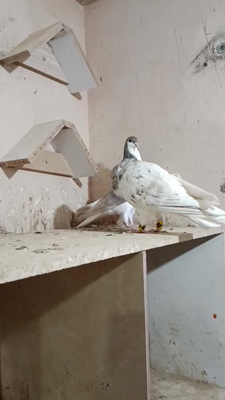 ساده عودی هفترنگ|پرنده|تایباد, |دیوار