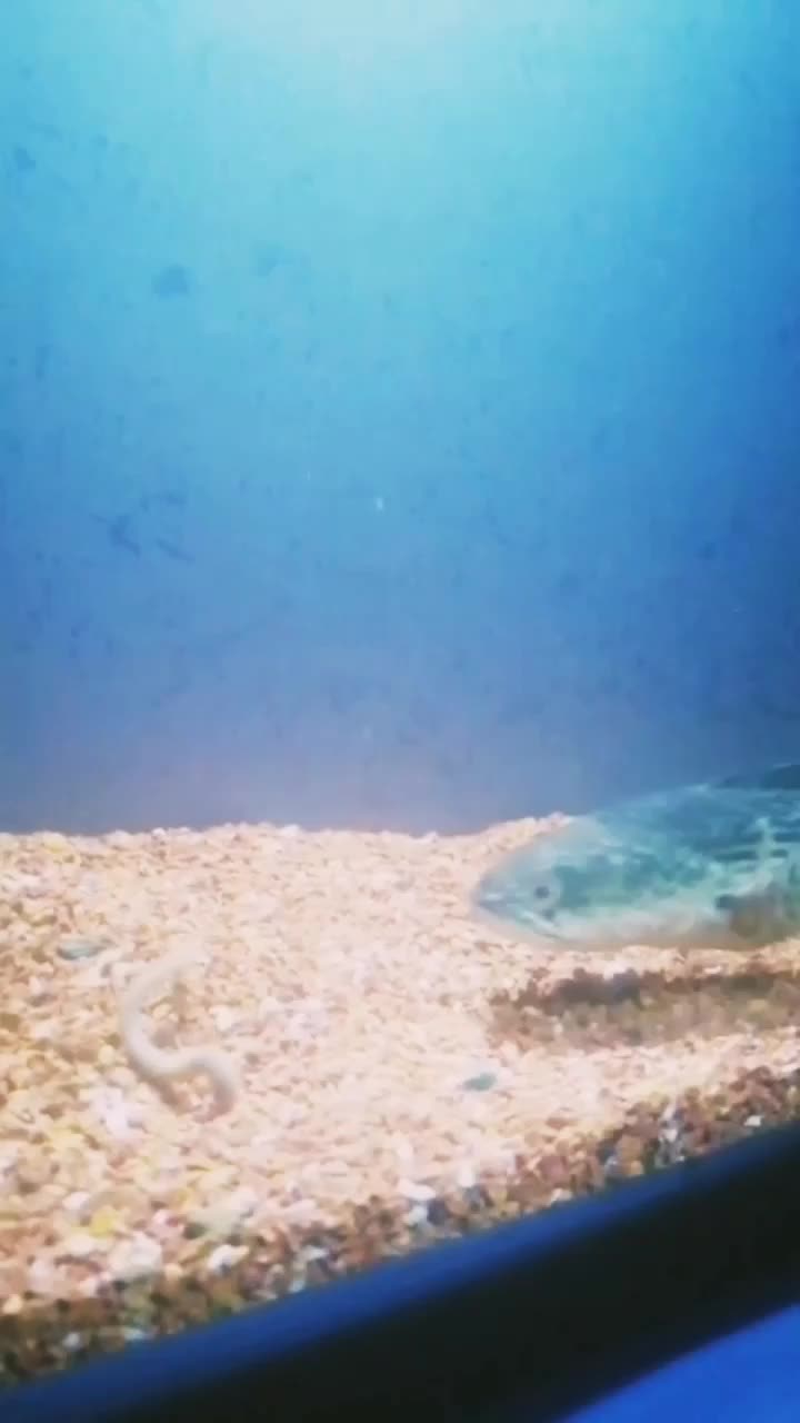 ماهی چانا گلدن کبری|ماهی|زنجان, |دیوار