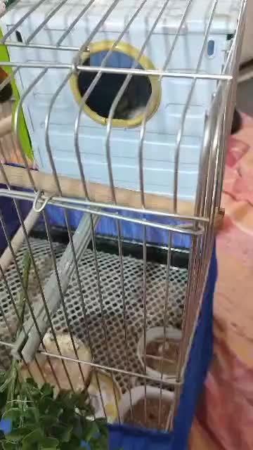 طوطی برزیلی|پرنده|ارومیه, |دیوار