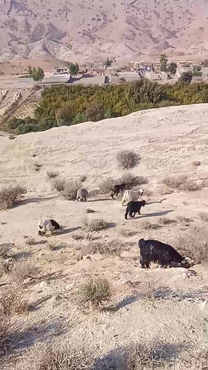 بیگ‌.کهره‌نروماده‌میش‌زاییده|حیوانات مزرعه|ایذه, |دیوار