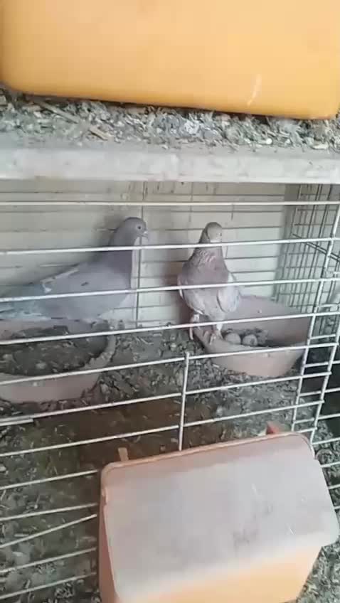 کبوتر|پرنده|قم, بنیاد|دیوار