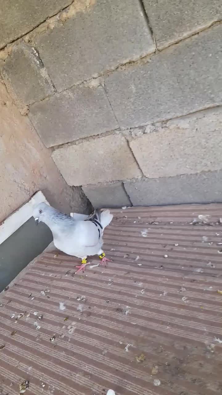 رنگی|پرنده|امیدیه, |دیوار