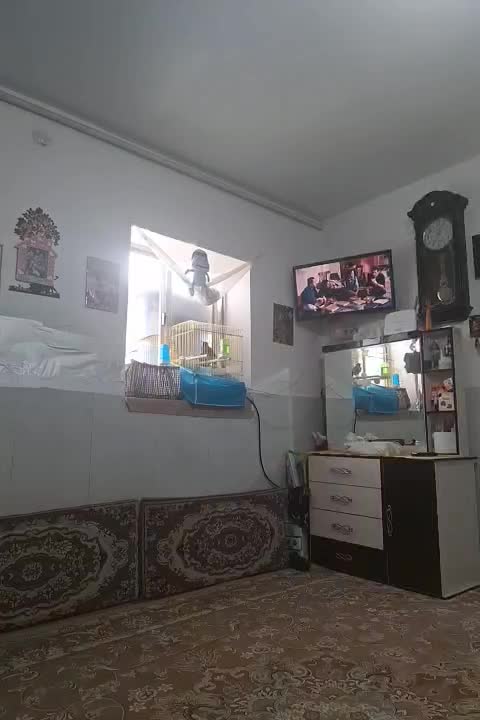 ۱سهره کرمانی یک مینای افغان کام سیاه|پرنده|بیرجند, |دیوار