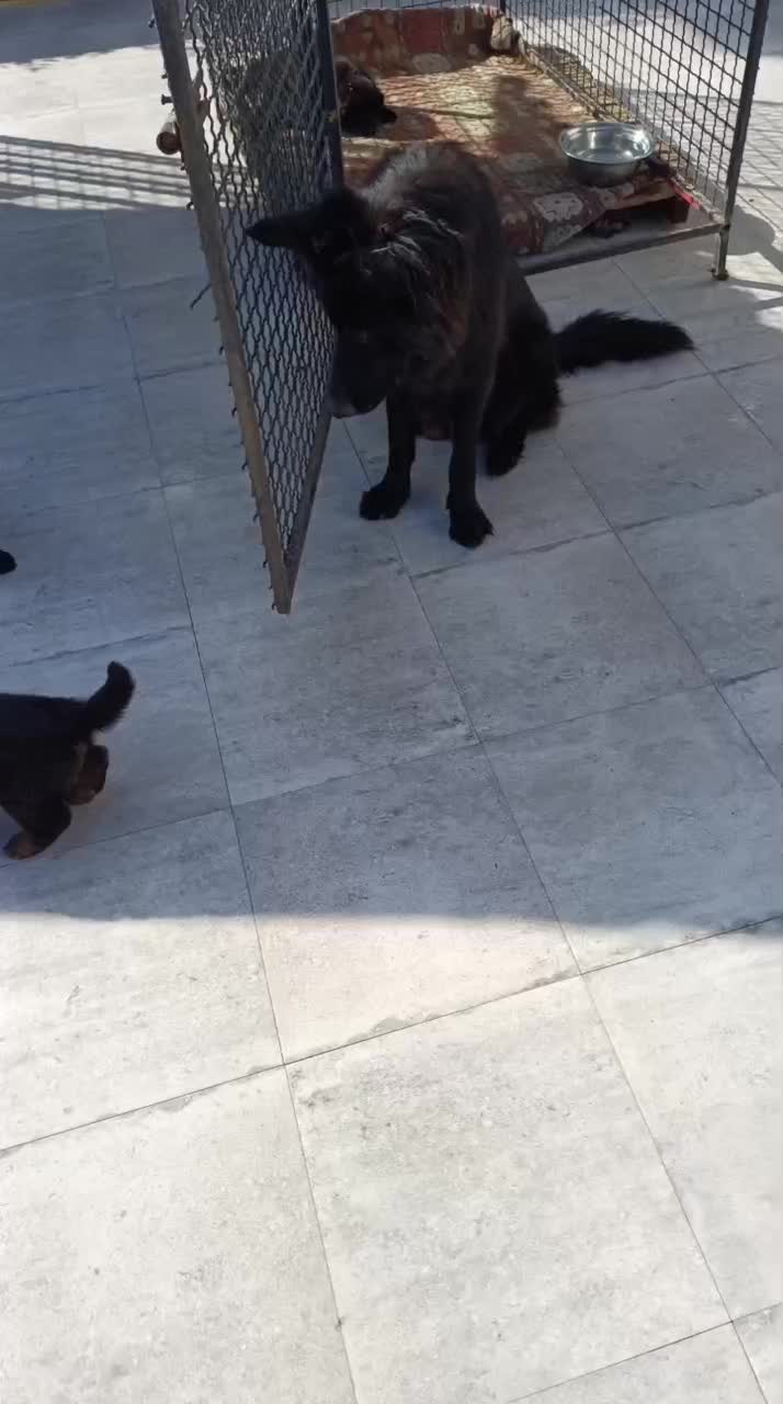 ژرمن بلک ودورنگ غذا میخورن|سگ|سرخرود, |دیوار