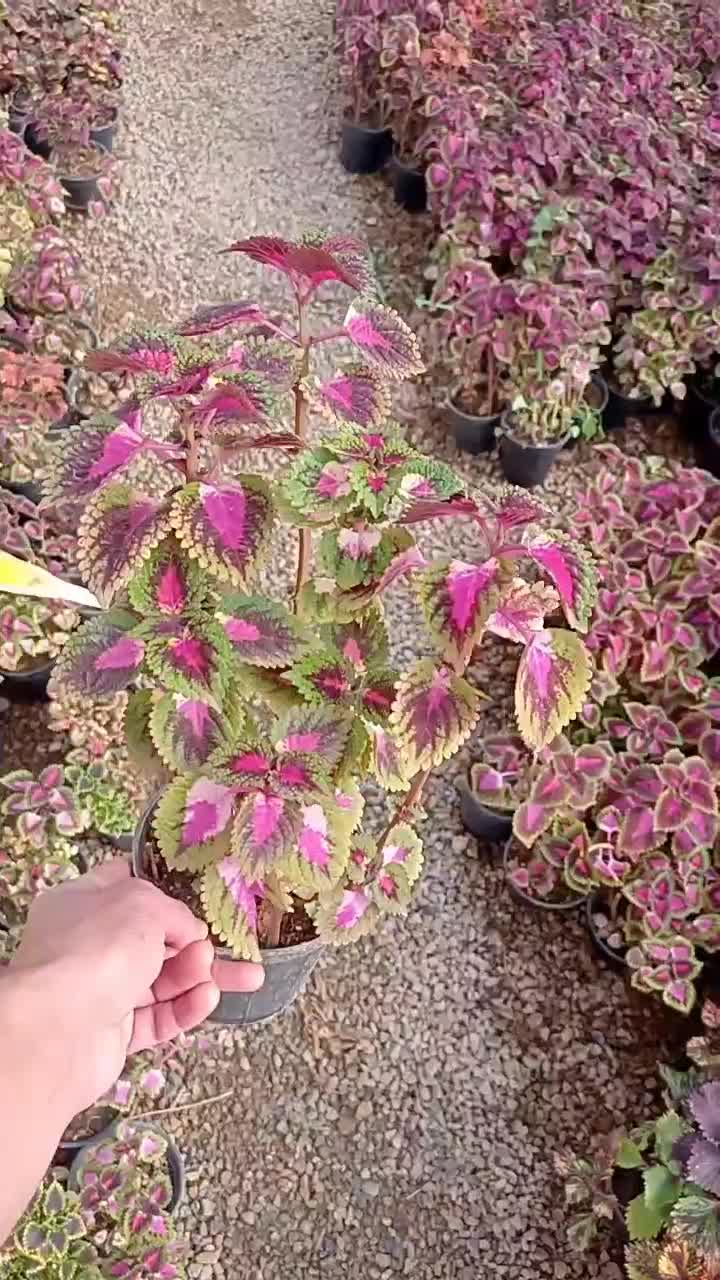 تمدید و شارژ قلمه رایگان|گل و گیاه طبیعی|اصفهان, شاه پسند|دیوار