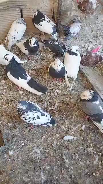 کبوتر|پرنده|تهران, تهرانپارس شرقی|دیوار