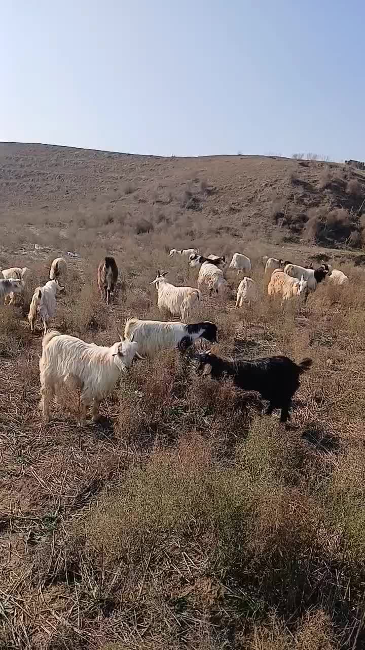 بزغاله نر چپیش|حیوانات مزرعه|بیله سوار, |دیوار