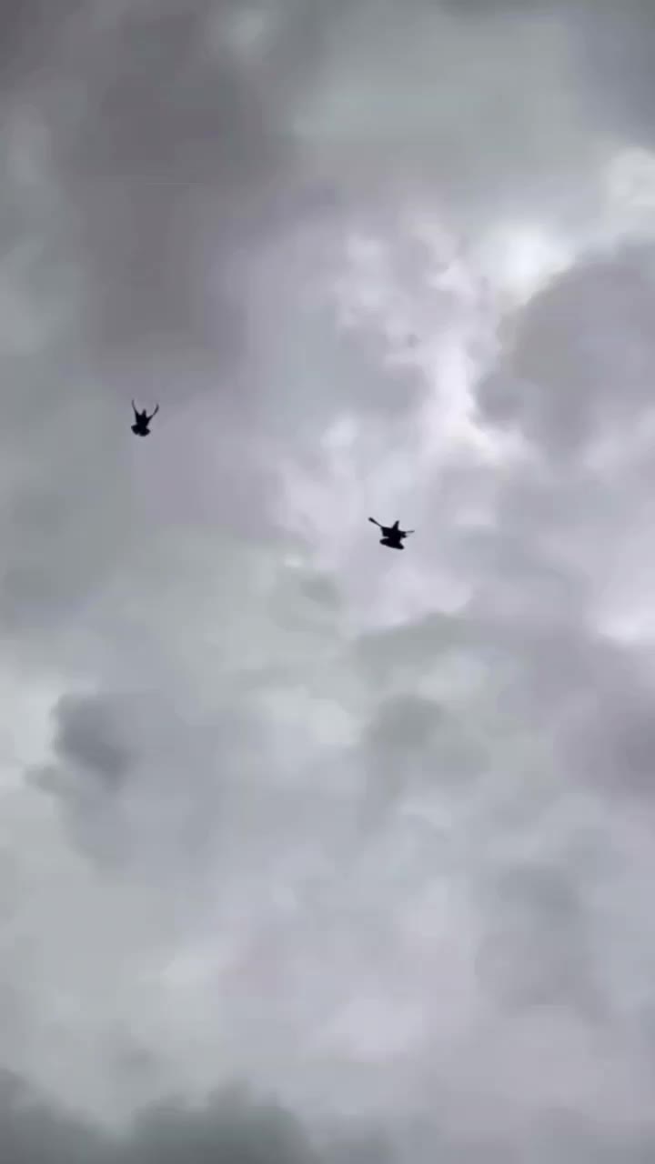 کفتر ترکیه|پرنده|بیله سوار, |دیوار