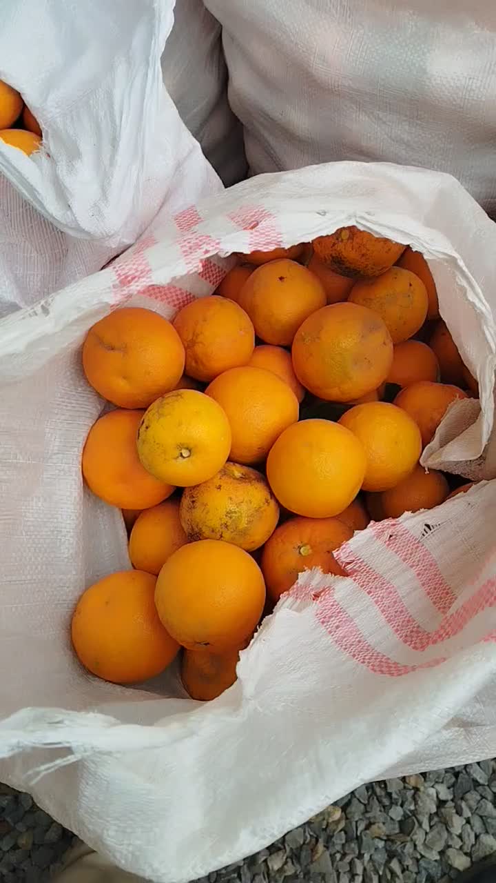 نارنج|عمده‌فروشی|زرگرشهر, |دیوار