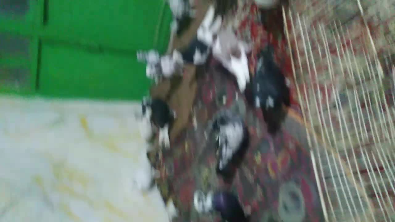 چندتا کبوتر تکپر ساعتی سالم وسلامت بفروش میرسد|پرنده|دلند, |دیوار