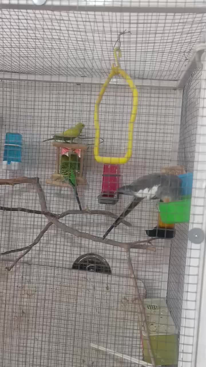 قفس بزرگ پرنده ،عروس هلندی و مرغ عشق|پرنده|شیراز, حجت آباد|دیوار