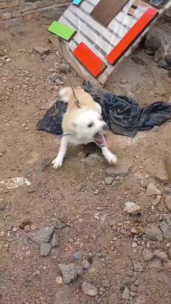 بیستی|سگ|اهر, |دیوار