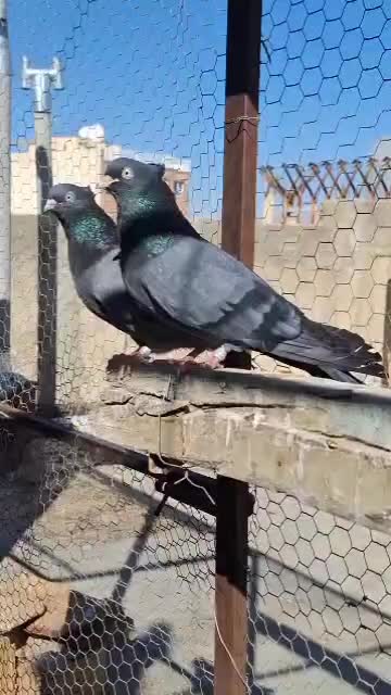 کبوتر طوقی کله ای سینه ای سبز آبادانی|پرنده|شهرضا, |دیوار