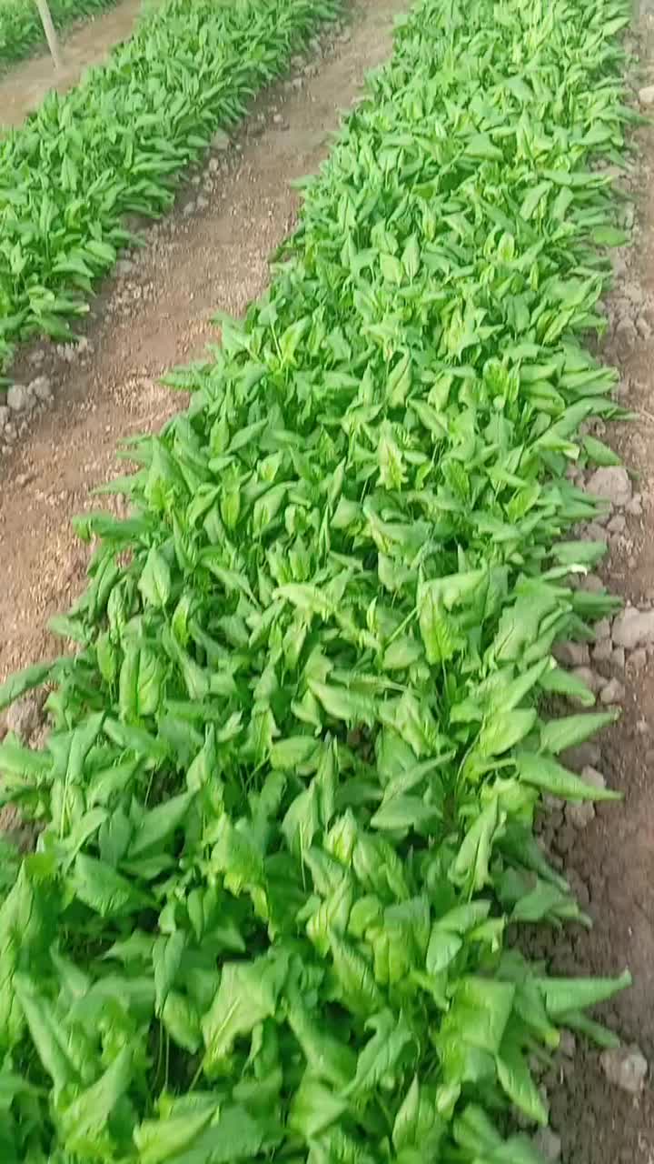 فروش ویژه اسفناج و ترپ|خوردنی و آشامیدنی|خوی, |دیوار