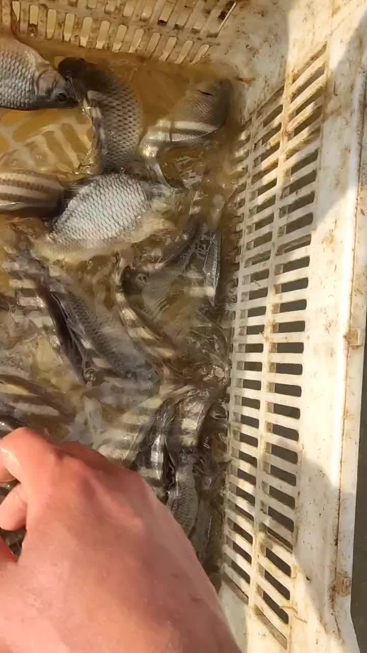 اسپلش،بچه ماهی،خوراک ،کپور|ماهی|شادگان, |دیوار