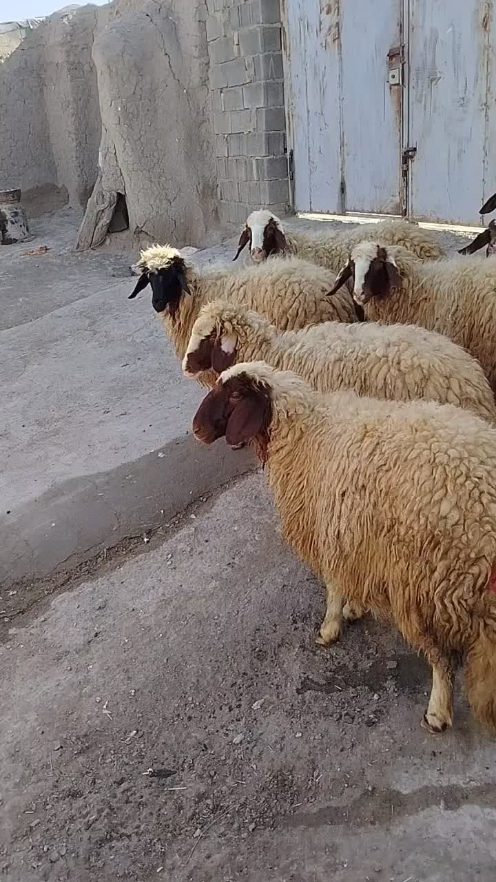 فروش ۷عدد بره ماده سنجابی|حیوانات مزرعه|کرمانشاه, |دیوار