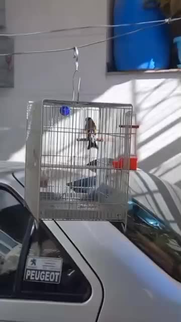 سهره|پرنده|تهران, شهید رجایی|دیوار