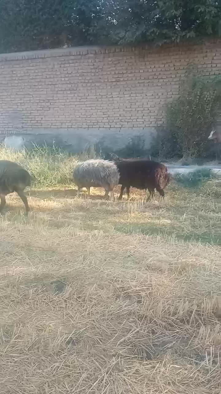 بره نر قوچی|حیوانات مزرعه|قدس, شهرک دانش|دیوار