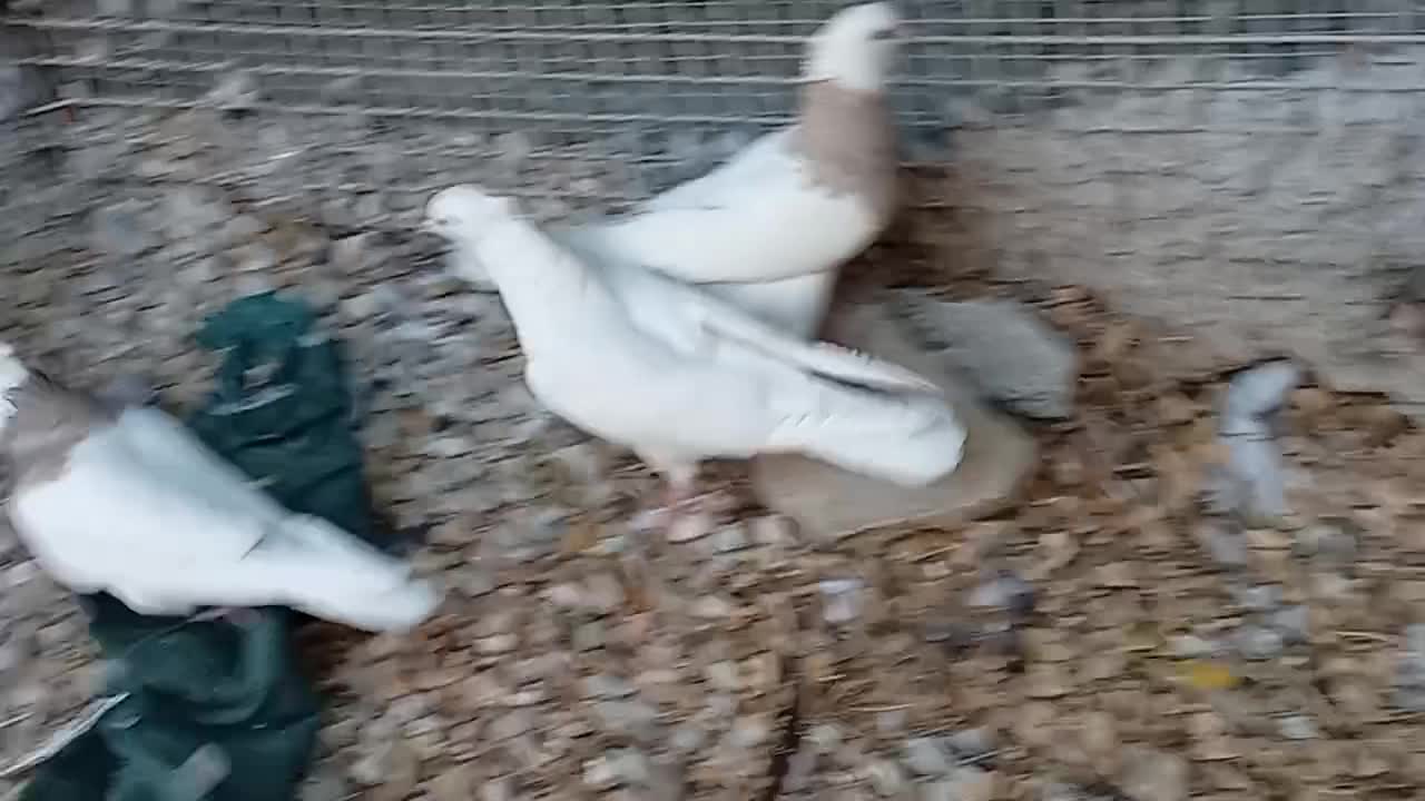 حراج کبوتر طوقی|پرنده|خورموج, |دیوار