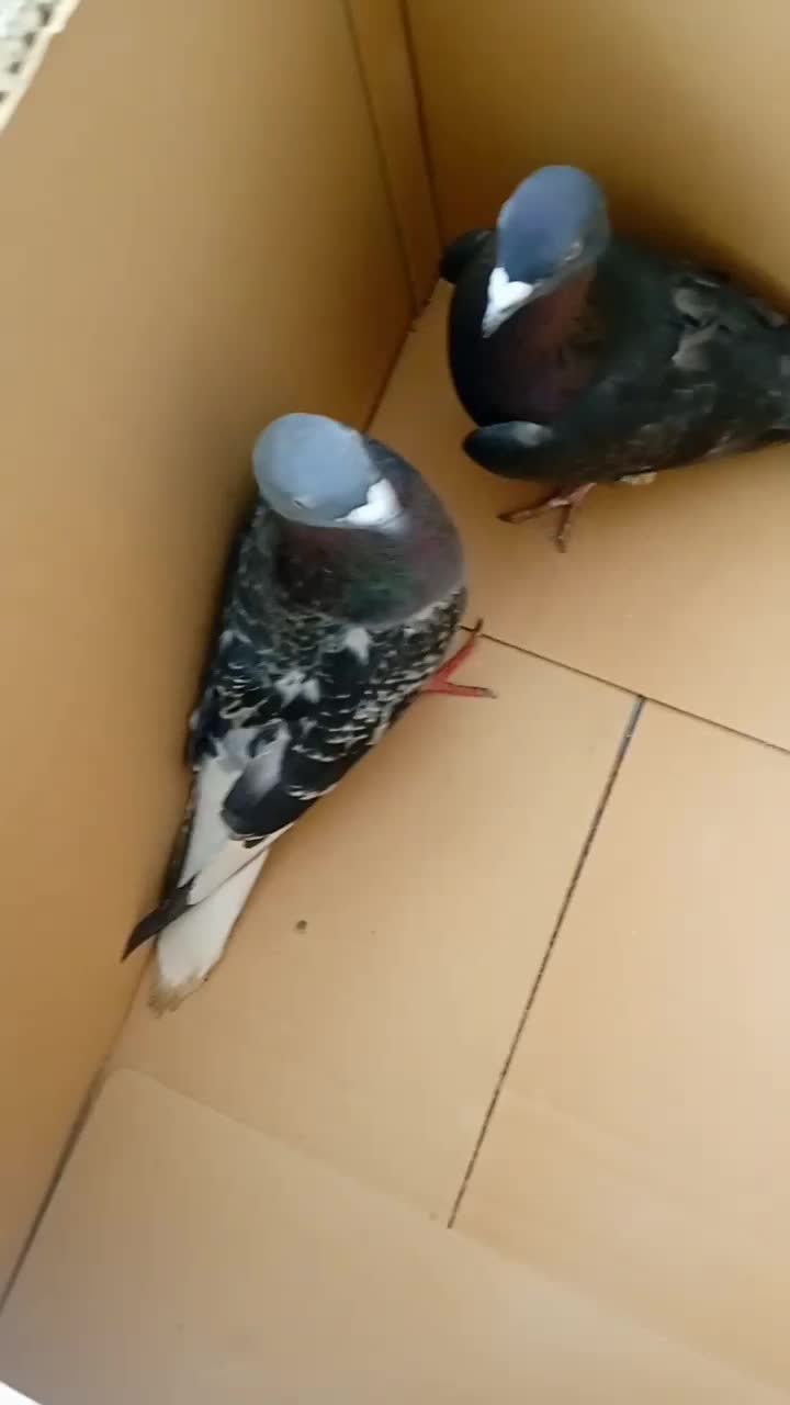 کفتر|پرنده|جغتای, |دیوار