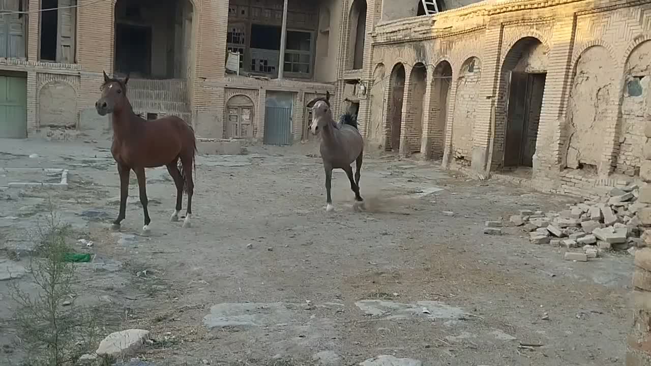 مادیان دوساله نیم|اسب و تجهیزات اسبسواری|کرمانشاه, |دیوار
