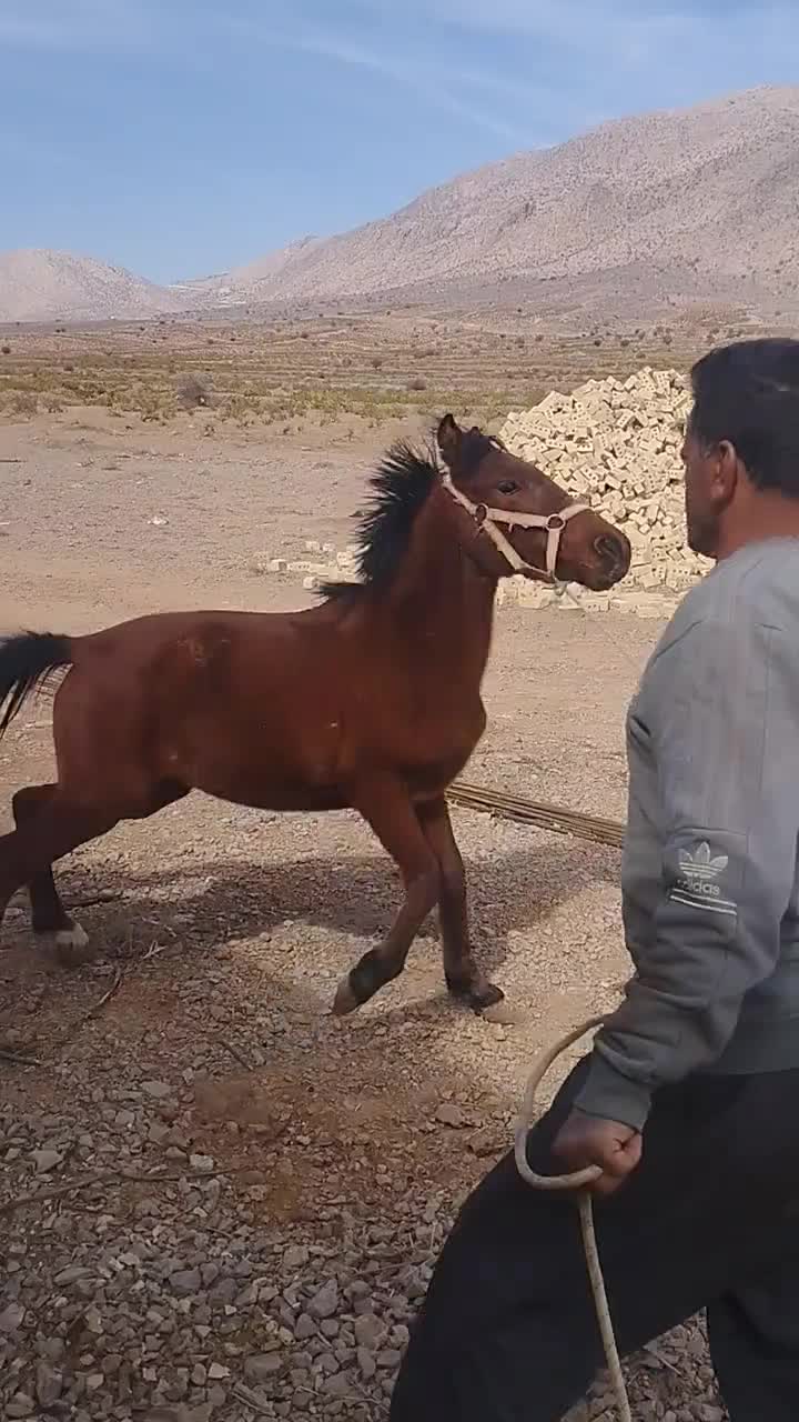 اسب مادیون|اسب و تجهیزات اسب‌سواری|حسن آباد, |دیوار